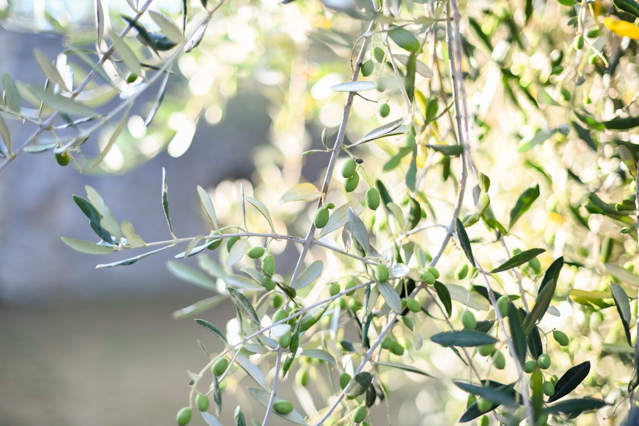 Vibrant green olives and leaves basking in natural sunlight, showcasing nature's beauty.